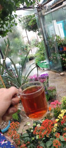 عکس گلخانه نارسیس