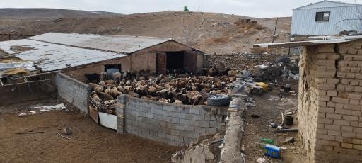 دامداری برومند