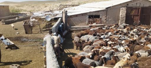 دامداری برومند