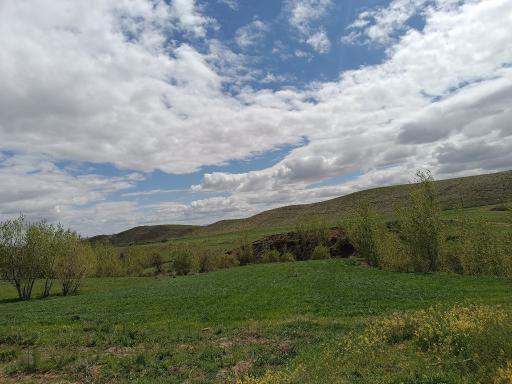 عکس زیوه