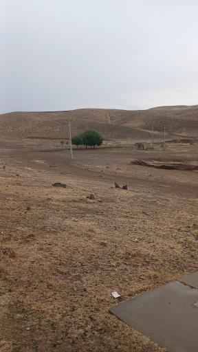 عکس زیوه