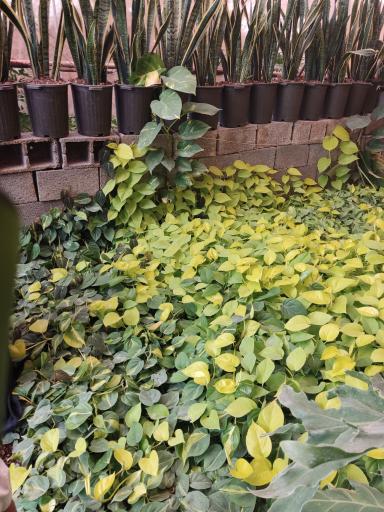 عکس گلخانه تخصصی آی گل