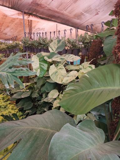 عکس گلخانه تخصصی آی گل