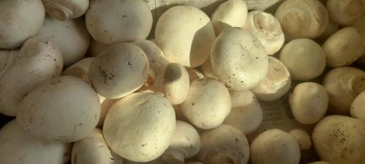 عکس پروتئین قارچ سفید