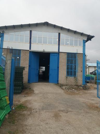 عکس سبدسازی یحیایی