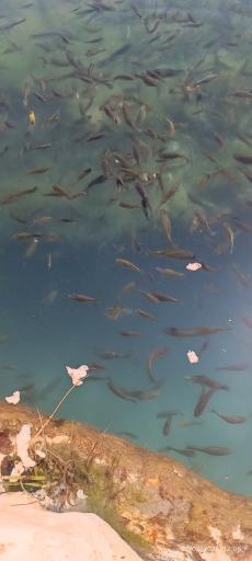 عکس چشمه روستای مالواجرد (برکه)