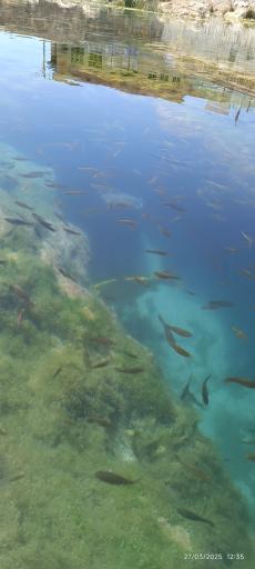 عکس چشمه روستای مالواجرد (برکه)