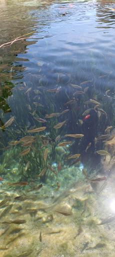 عکس چشمه روستای مالواجرد (برکه)