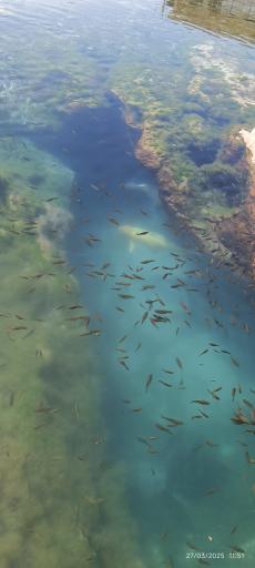 عکس چشمه روستای مالواجرد (برکه)