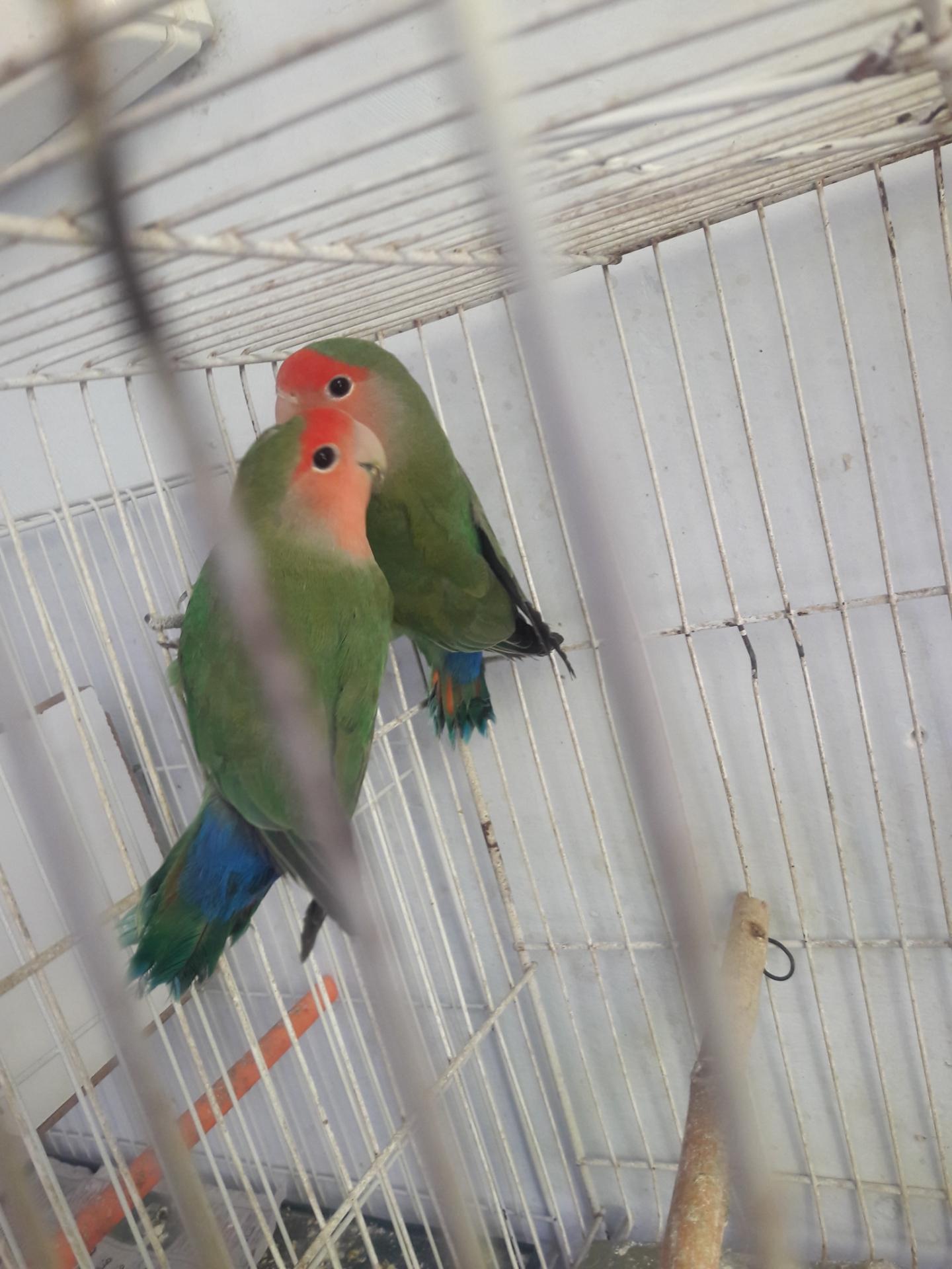 عکس پرنده سرای کلبه 