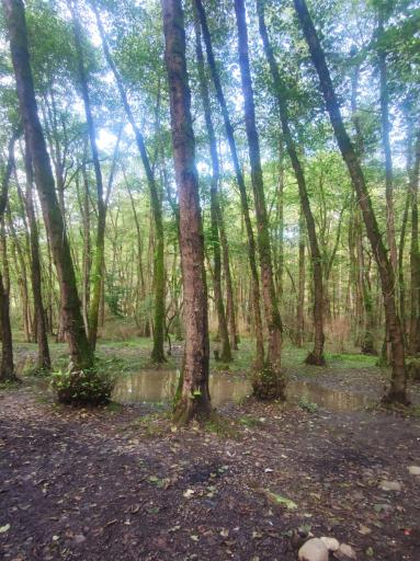 عکس ساحل گیسوم