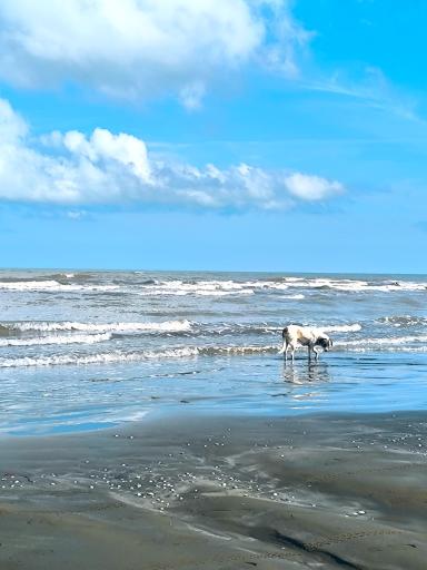 عکس ساحل گیسوم