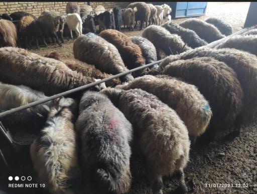 عکس دامداری جمالی