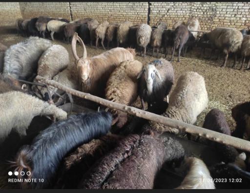 عکس دامداری جمالی