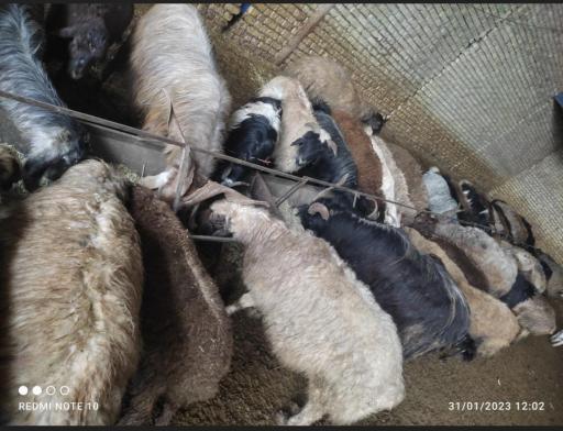 عکس دامداری جمالی