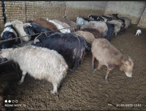 عکس دامداری جمالی