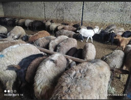 عکس دامداری جمالی