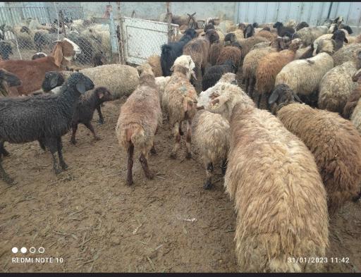 دامداری جمالی