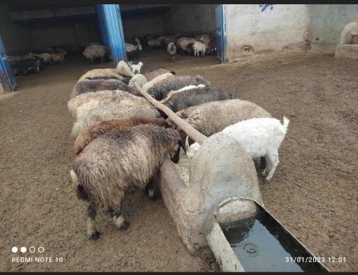 عکس دامداری جمالی