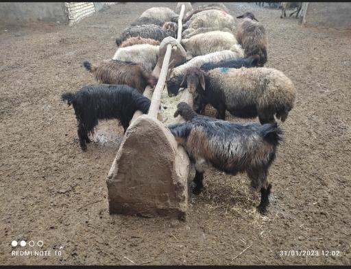 عکس دامداری جمالی