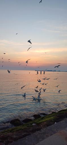 عکس پارک ساحلی عسلویه