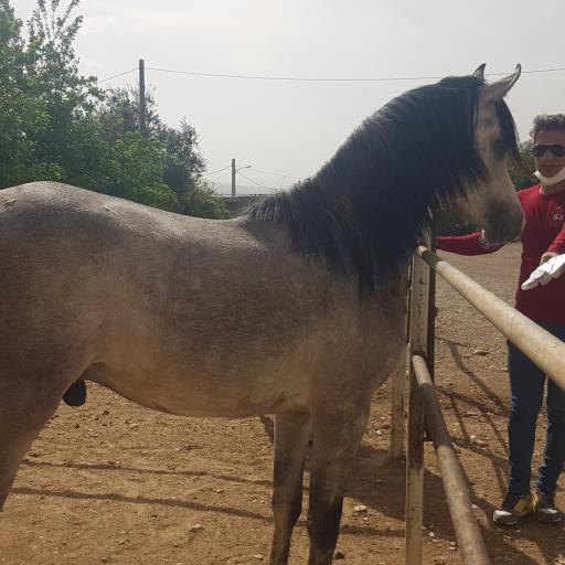 عکس سوارکاری فرزاد صفرزاده 