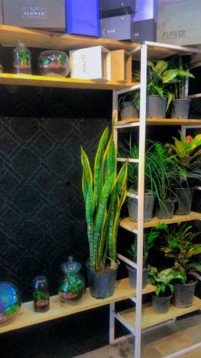 عکس گلفروشی پاچیرا