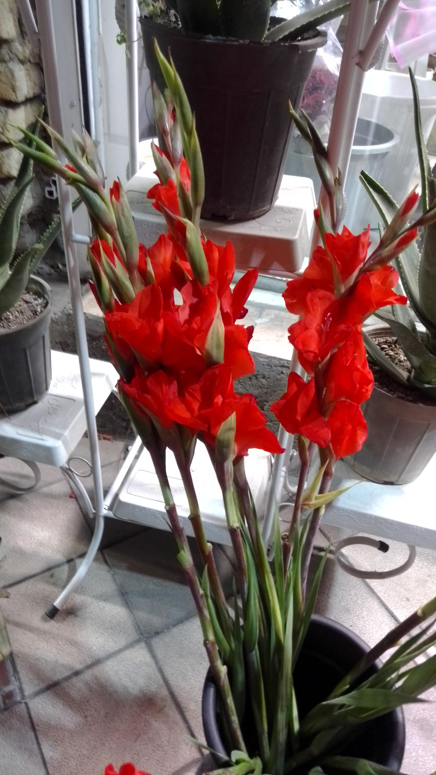 عکس گل هیراد