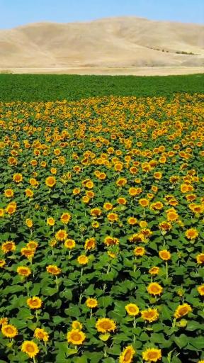 عکس تویسرکان