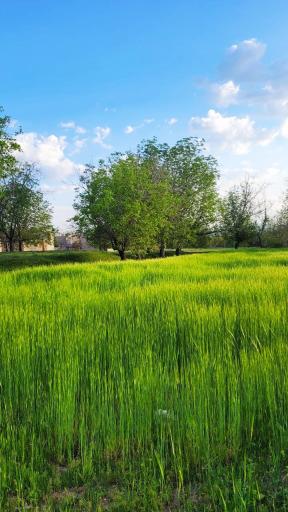عکس تویسرکان