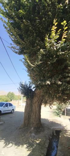 عکس تویسرکان