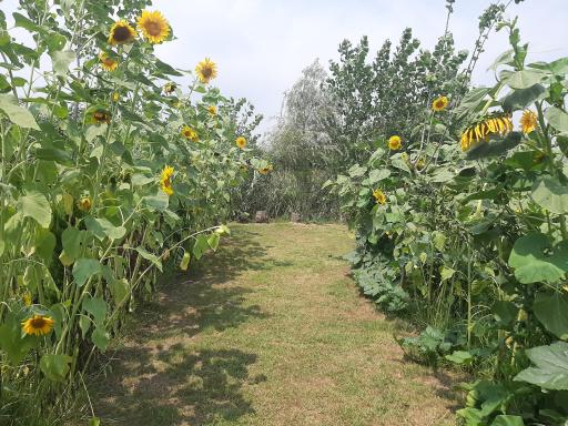 عکس مجموعه گردشگری سقرچین تالاب