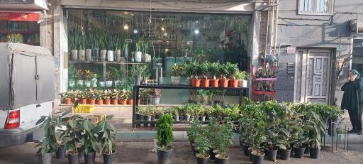 عکس گلسرای گل نرگس 