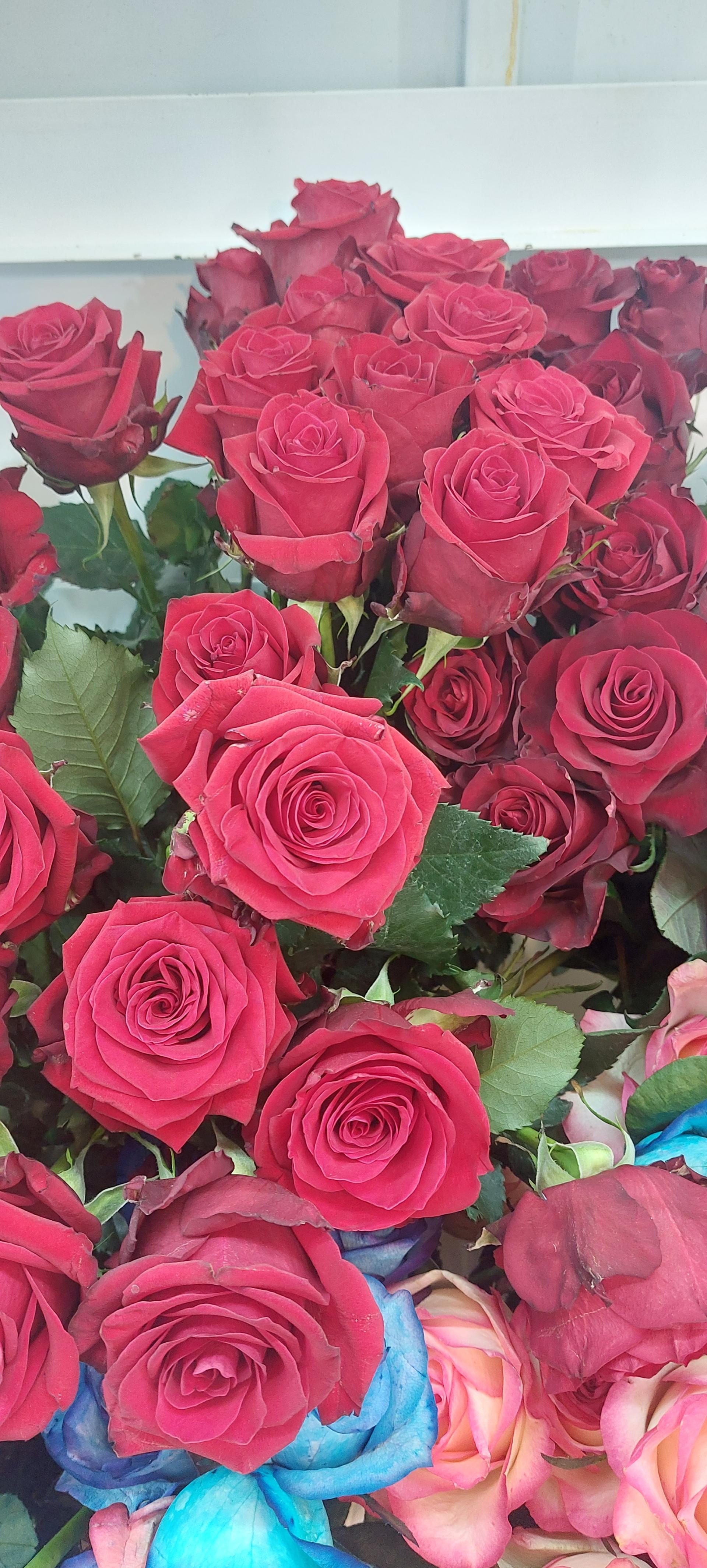 عکس گلسرای گل نرگس 