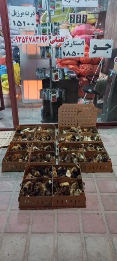 عکس خوراک دام طیور شکردشت کامیابی