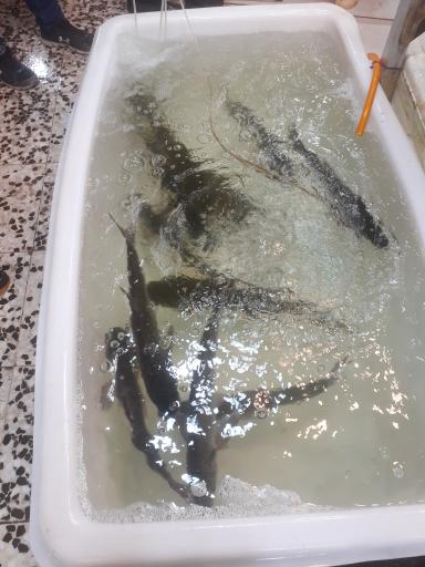 عکس ماهی سرای گلچین