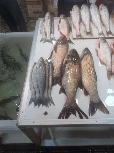 عکس ماهی سرای گلچین