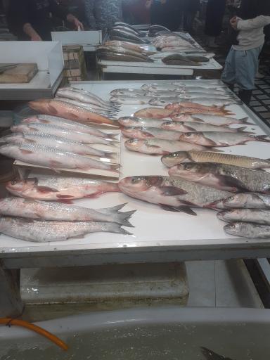 عکس ماهی سرای گلچین