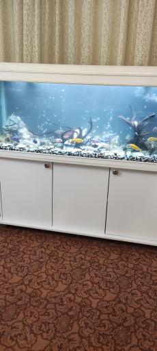 عکس آکواریوم ماهی