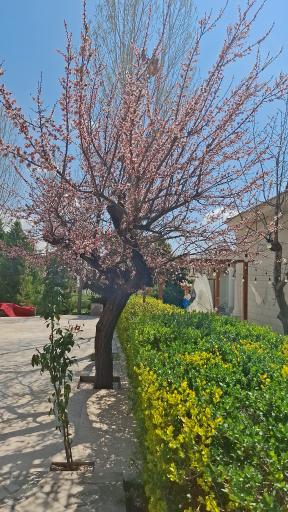 عکس باغ تالار کسری