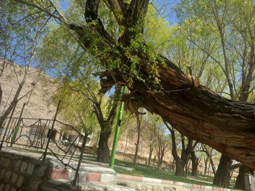 عکس چشمه گندمان