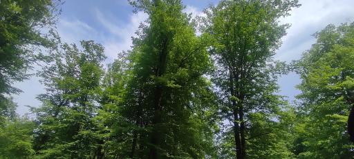 عکس ورودی پارک جنگلی سی سنگان 