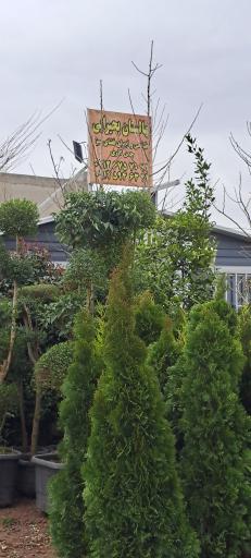 عکس گل فروشی بحیرایی