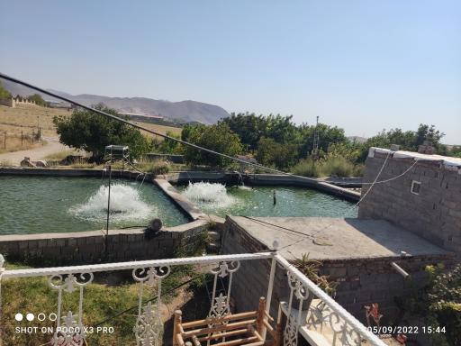 عکس پرورش ماهی صابری 