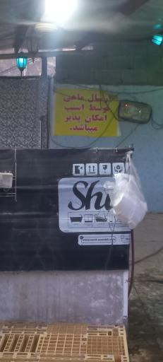 عکس ماهی قزل برتر