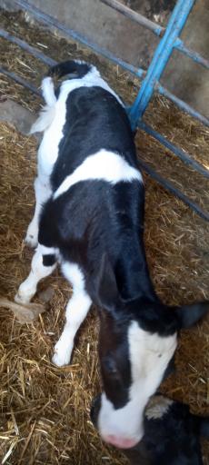 عکس خرید و فروش دام دهقی