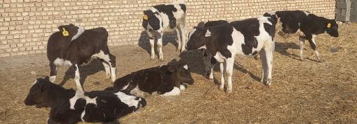 عکس خرید و فروش دام دهقی