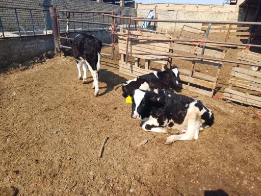 عکس خرید و فروش دام دهقی