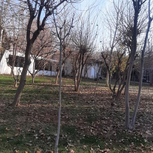 عکس باغ نارنج