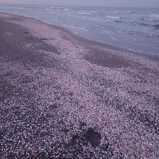 عکس ویلا ساحلی منطقه سیسنگان